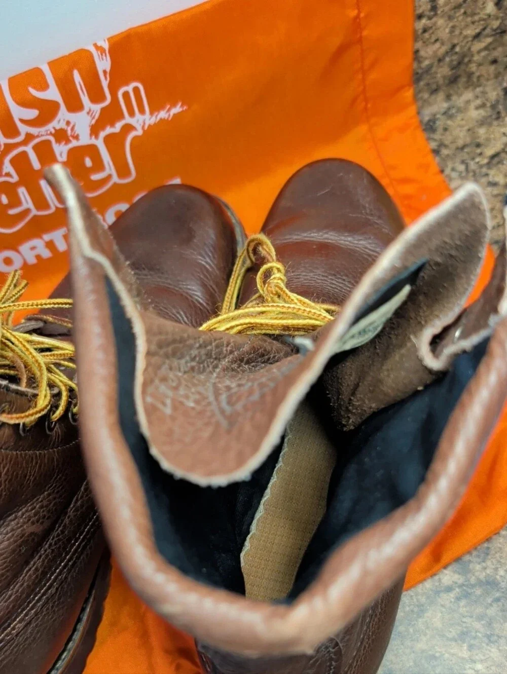Irish Setter gently pre